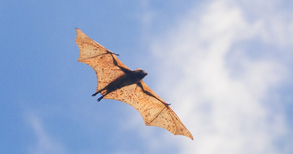 pipistrello