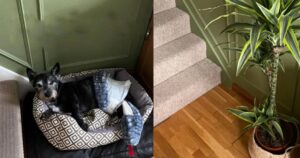 I padroni omaggiano il loro cane: alla fine delle scale, dove dormiva, hanno ricreato un angolo che lo ricorderà per sempre