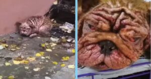 Sopravvive alla vita di strada mangiando foglie: l’incredibile storia del cagnolino coraggioso