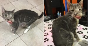 Gattino randagio con una grave malformazione alla bocca viene salvato: il suo aspetto cambia completamente