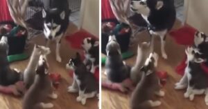 Mamma husky inizia ad ululare e i suoi cuccioli la imitano (VIDEO)