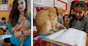 Ecco Tombi, il gatto studente che ama andare a scuola