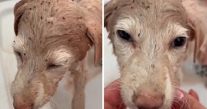 Cagnolino infestato dalle pulci era stato abbandonato al sole cocente (VIDEO)