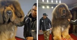 Il cane più grande del mondo vive in Cina e si chiama Big Splash (VIDEO)