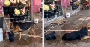 Cagnolino randagio cerca un secchio d’acqua per bagnarsi le zampe e trovare riparo dal caldo (VIDEO)