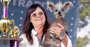 Scooter è il cane più brutto del mondo 2023: il vincitore del concorso stava per essere soppresso per la sua disabilità (VIDEO)