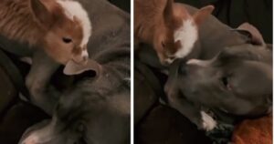 La dolce reazione di un cagnolino dopo che un cucciolo di capra giocava con lui mordicchiandogli l’orecchio (VIDEO)