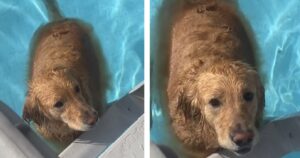 Golden Retriever si gode la piscina ma quando arriva il momento di uscire fa una cosa tutta da ridere (VIDEO)