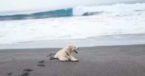 La famiglia saluta per sempre il proprio cane malato portandolo sulla spiaggia, il suo posto preferito (VIDEO)