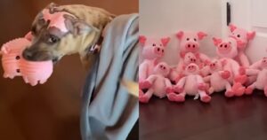 Il maialino peluche motiva il cane sopravvissuto ad un incendio a riprendersi: la padrona glieli compra tutti (VIDEO)