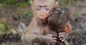Le due scimmie si abbracciano per proteggersi dalla pioggia (VIDEO)