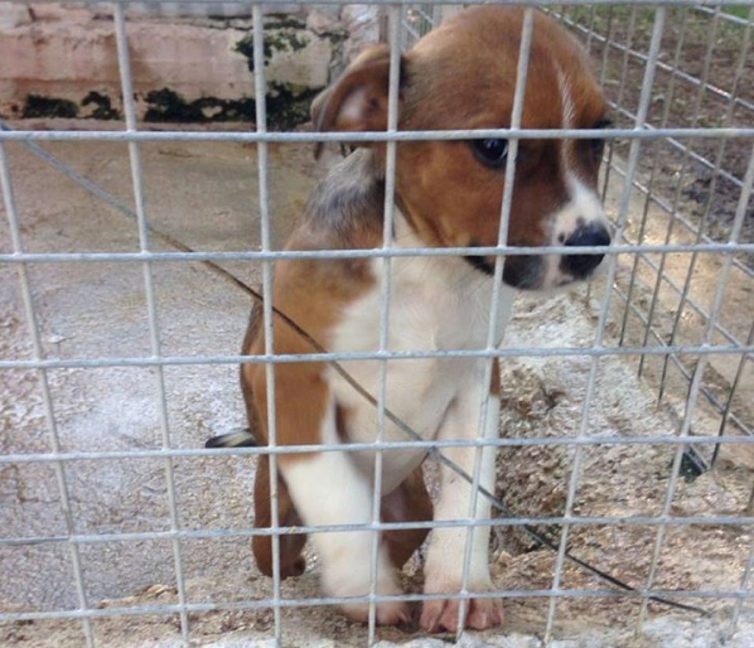 cagnolino in canile