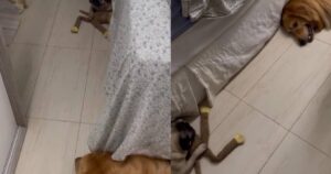 Golden Retriever ha paura del suo “fratellino” carlino: il video è virale (VIDEO)