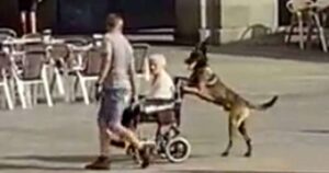 Cagnolino spinge la sua umana sulla sedia a rotelle come se fosse la cosa più normale del mondo (VIDEO)