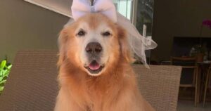 Il video di un Golden Retriever vestito da damigella durante il matrimonio dei suoi padroni ha fatto il giro del Web (VIDEO)