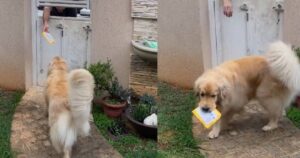 Golden Retriever è famoso per una dote speciale: fa da “postino” alla sua padrona (VIDEO)