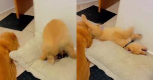 Golden Retriever impara a fare una manovra straordinaria e delizia gli utenti del web (VIDEO)