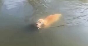 Golden Retriever si tuffa in acqua per salvare la vita ad una papera (VIDEO)