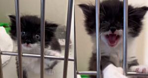 Il veterinario lascia un biglietto sulla gabbia del gattino: “Non credetegli, sta bene” (VIDEO)