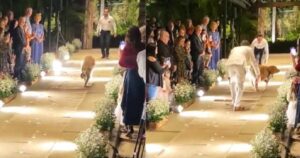 Golden Retriever ha fatto di tutto per non portare le fedi ai suoi padroni durante il matrimonio (VIDEO)