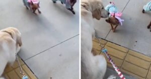 Golden Retriever cerca di fare amicizia con un Pinscher, ma la reazione del piccolo cane lascia tutti senza parole