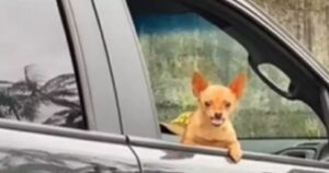Cagnolino reagisce in maniera inaspettata quando vede il suo veterinario per strada (VIDEO)