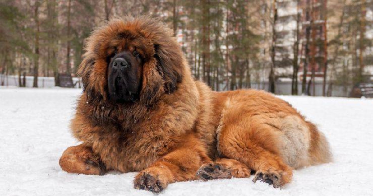 mastino tibetano