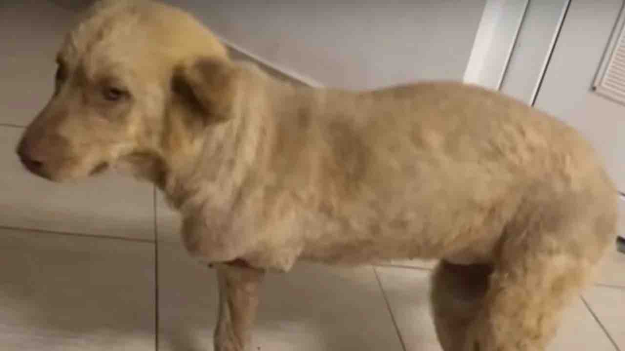 Cane salvo per miracolo