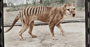 Si è estinta circa 100 anni fa, ma la tigre della Tasmania è tornata in vita (VIDEO)