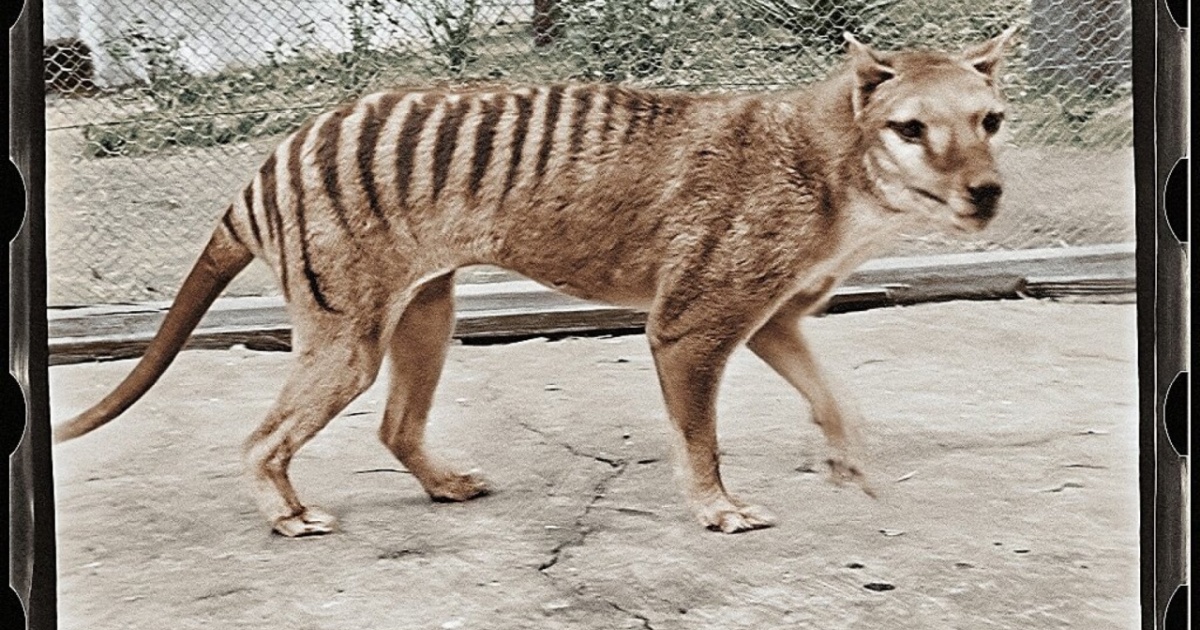 tigre della Tasmania a colori