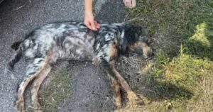 Trovano un cane abbandonato con un collare elettrico, ma i veterinari devono restituirlo al proprietario