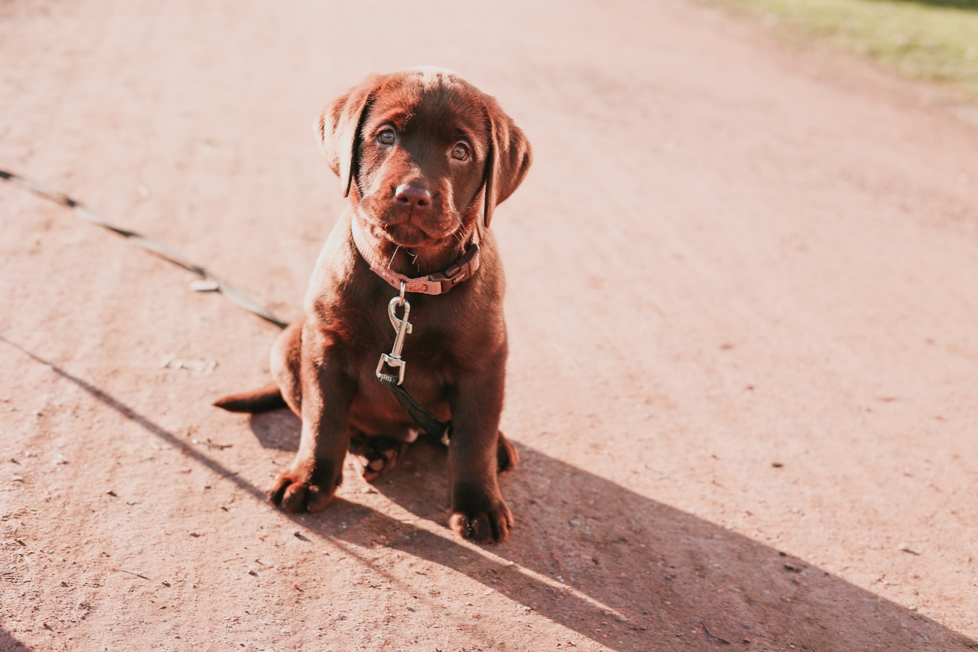 cucciolo di labrador