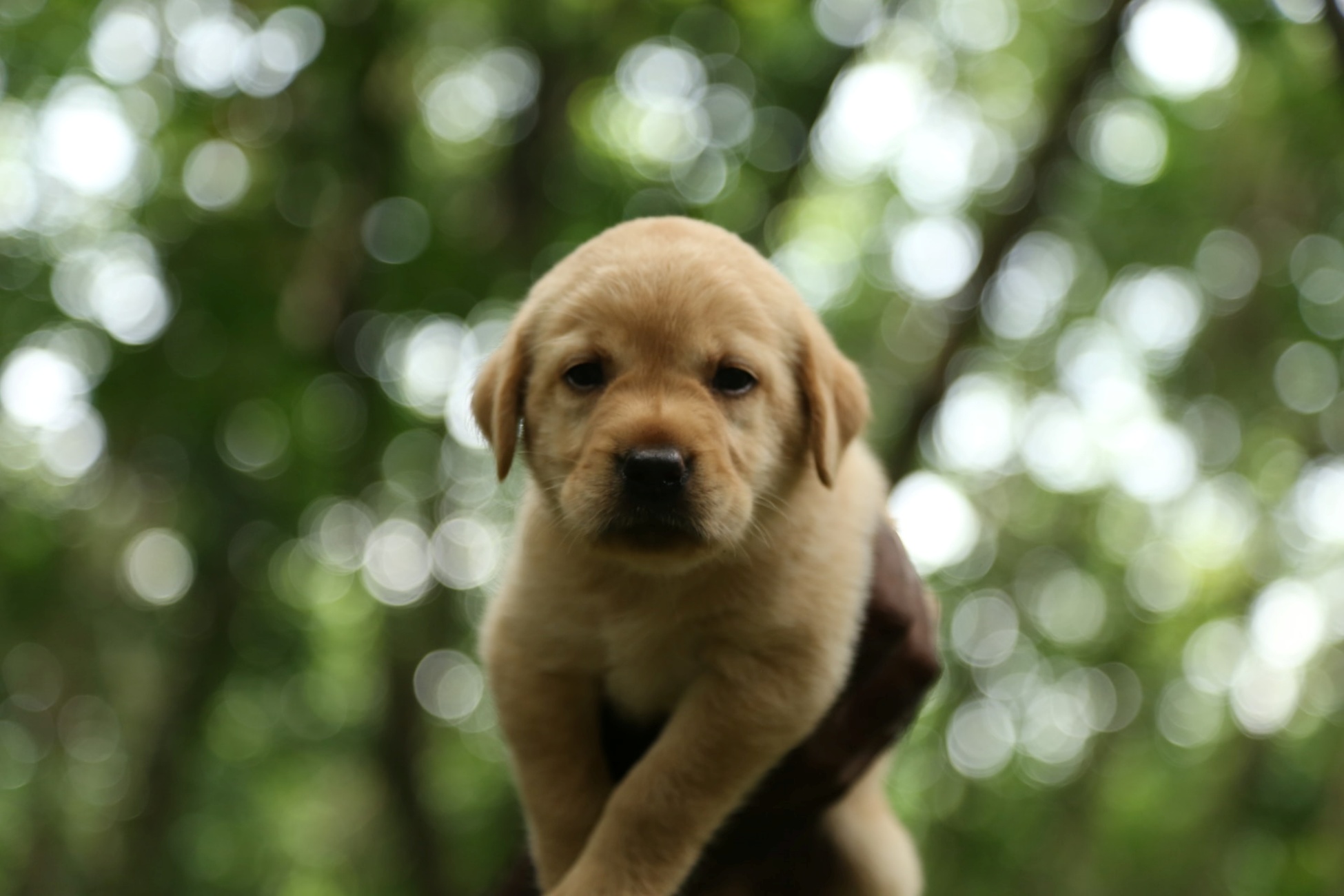 cagnolino