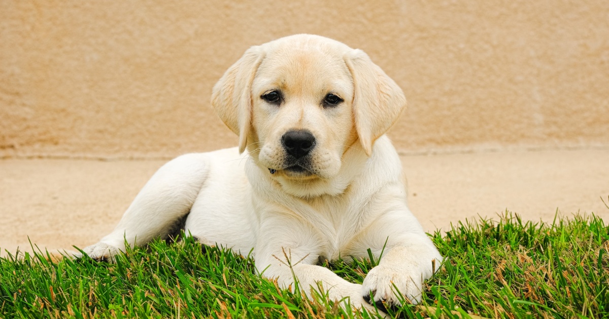 cagnolino