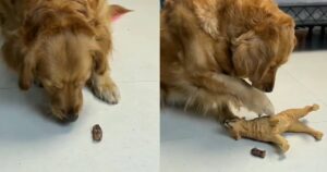 Questo Golden Retriever ha rifiutato il cibo dopo aver pensato che fosse avvelenato: il video diverte il Web (VIDEO)