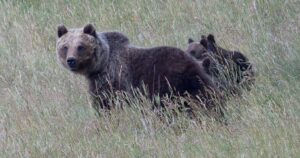 L’Orsa Amarena, che qualche giorno fa girava fra gli abitanti di un paese in Abruzzo, è stata fucilata da un uomo (VIDEO)