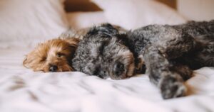 Queste sono le cinque razze di cani più dormienti