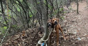 Abbandonati e legati ad un albero, due pitbull denutriti ritrovati nel bosco