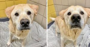 Il cane “con la faccia da orsacchiotto” trova finalmente casa: era stato riportato al rifugio 7 volte