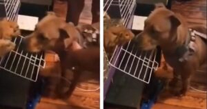 Un cane è curioso di conoscere i due porcellini d’india ma la loro reazione lascia tutti senza parole (VIDEO)