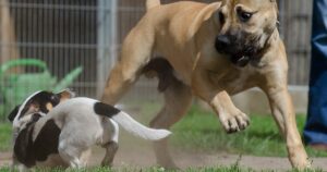 Spesso i cani piccoli abbaiano a quelli grandi. Esiste una spiegazione per questo comportamento