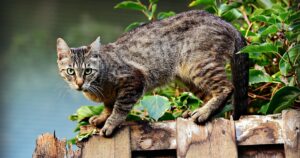 Ecco perché i gatti alzano la coda quando vengono accarezzati