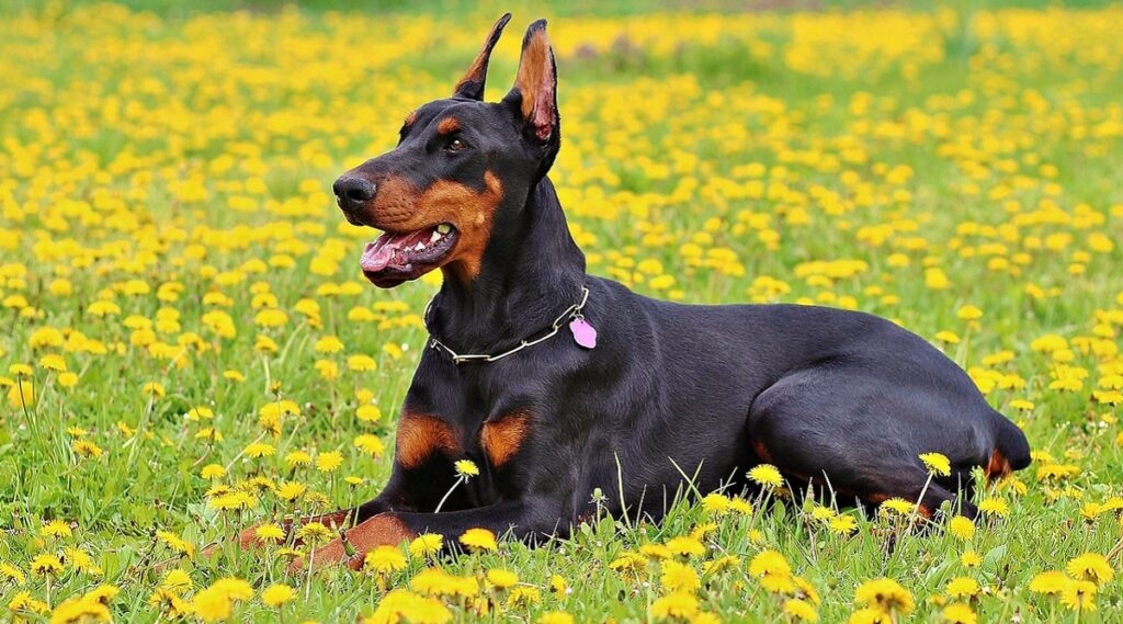 dobermann