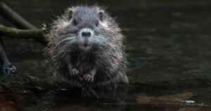Dopo 400 anni nasce un cucciolo di castoro a Londra: si era estinto a causa della caccia