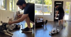 Il padrone porta a spasso due husky finti per fare uno scherzo ai suoi cani: la loro reazione (VIDEO)