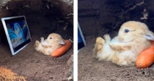 Coniglio si rilassa disteso su una carota a guardare cartoni (VIDEO)