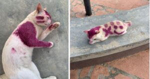 Studentessa trova gattino dipinto di viola e lo salva: le sue condizioni erano molto gravi