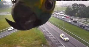 Il pappagallo spunta dalla telecamera autostradale e suscita l’ilarità del web (VIDEO)