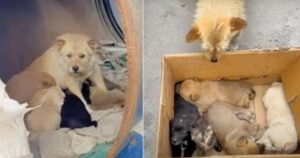 Mamma cagnolina randagia si prende cura dei suoi cuccioli, ma tra di loro c’è pure un altro animale