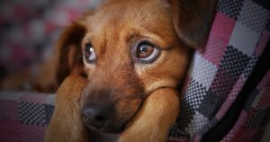 Se il cane adulto urina in casa stai attento a questi 5 comportamenti